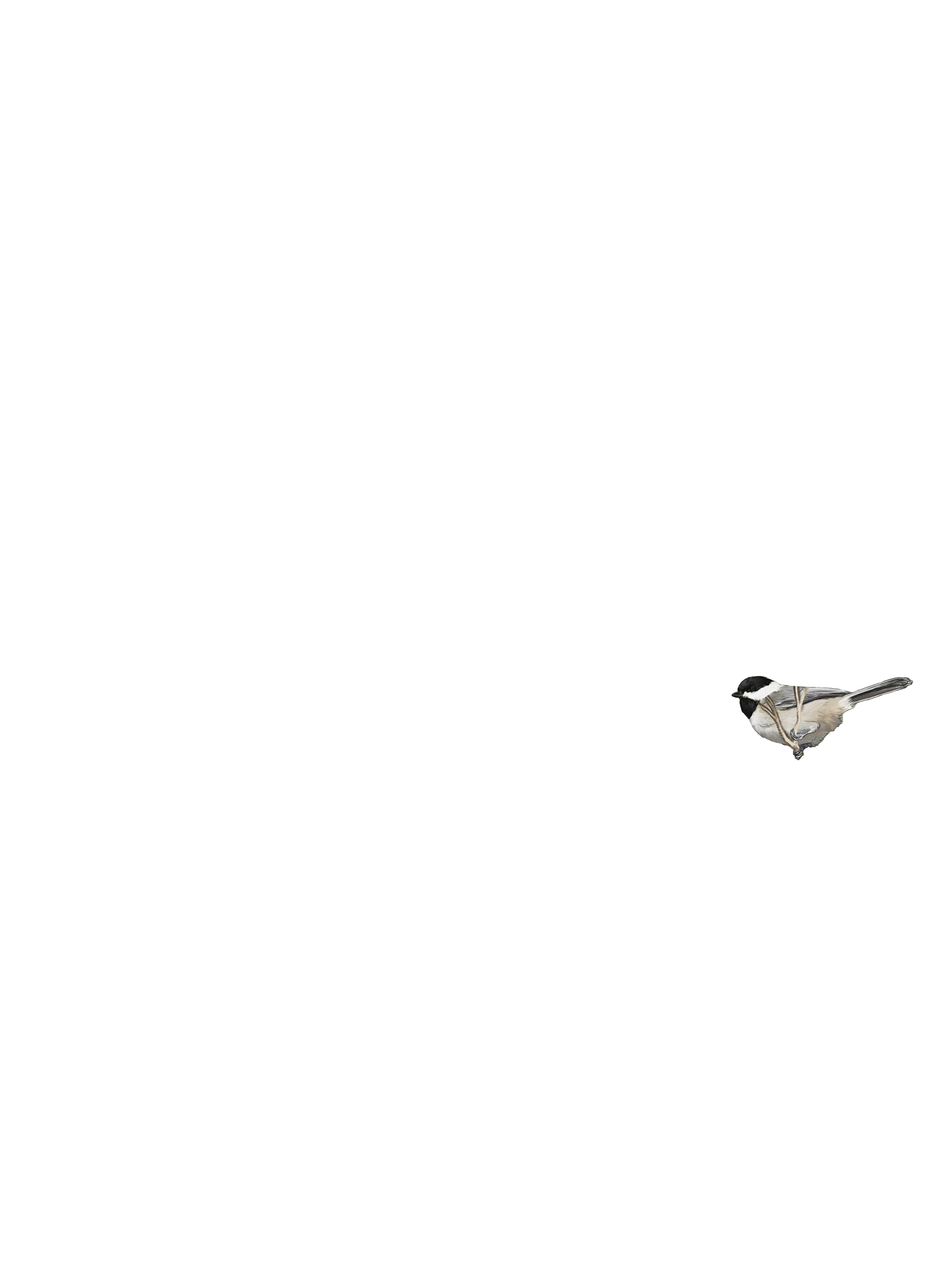 birds