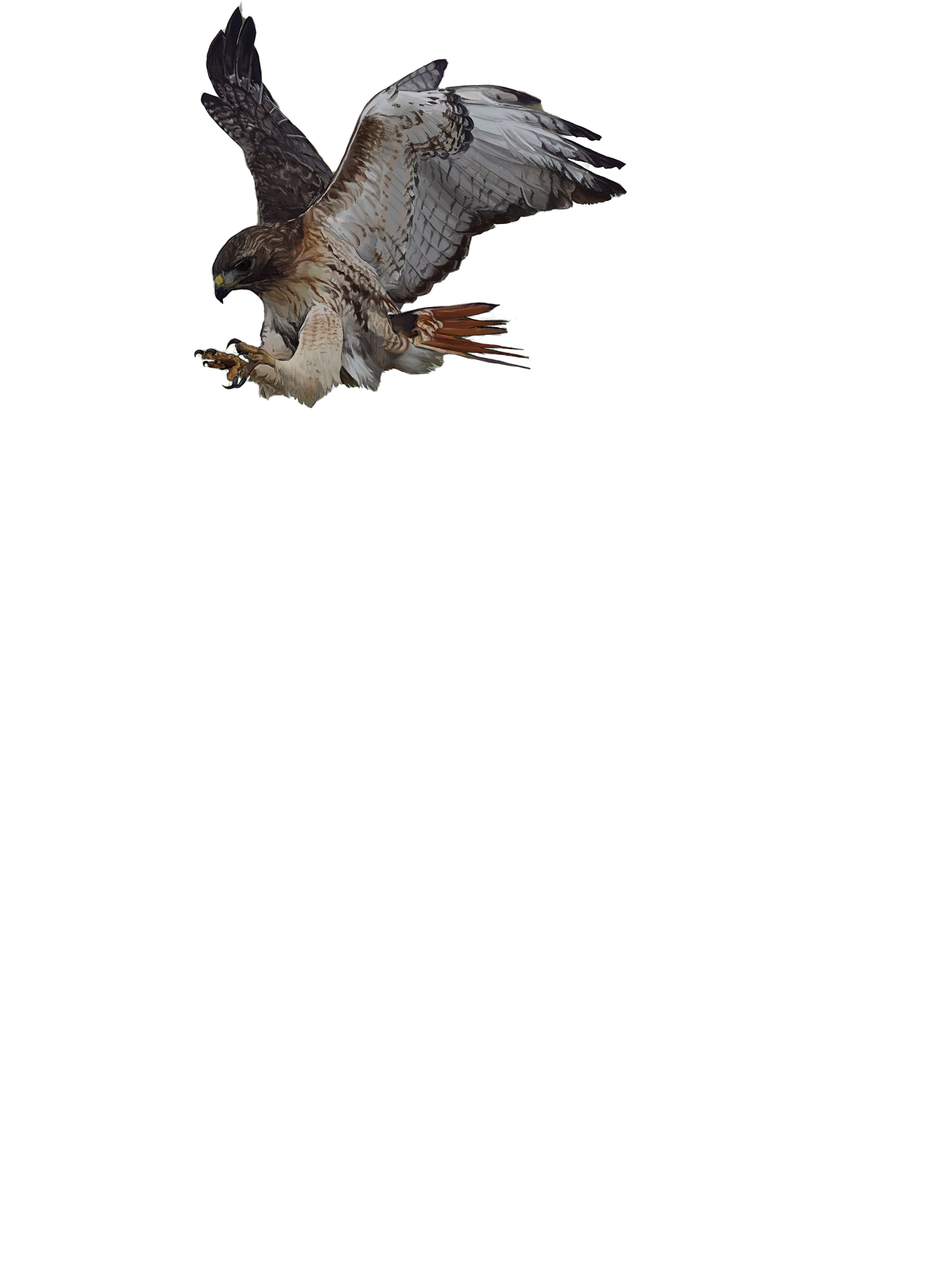 birds